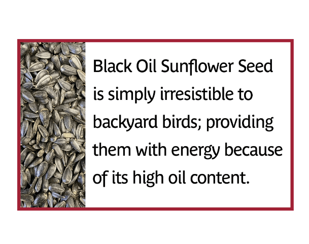 Pennington Select Black Oil Sunflower Seed Dry Wild Bird Feed, 20 lb. Bag